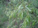 Ива остролистная (Salix acutifolia)